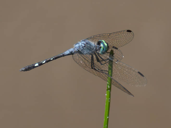 Micrathyria debilis (Peten Dasher) male-3.jpg